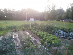 Summer vegetable garden grown local